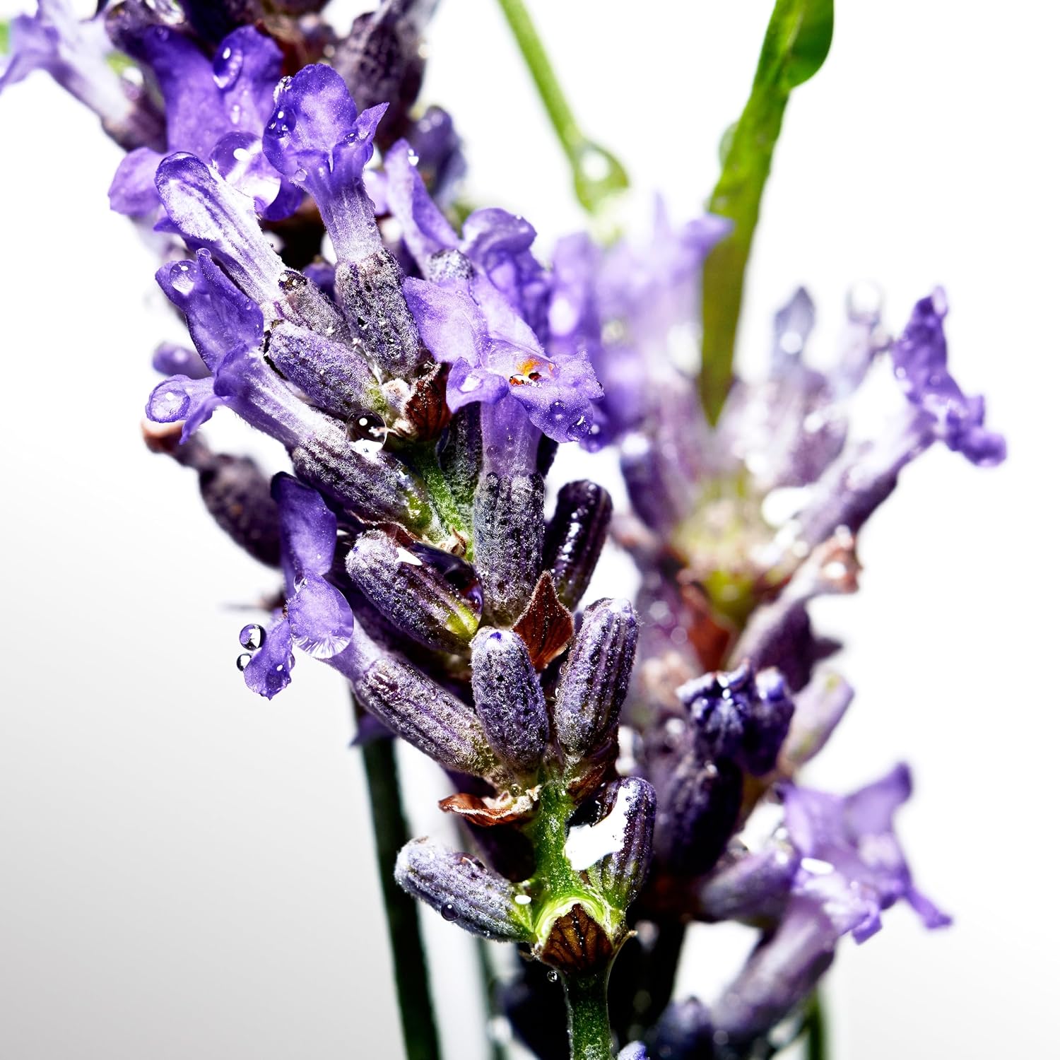 DAVIDOFF Cool Water - After Shave for Him - Aromatic Scent with Notes of Coriander, Mint, Lavender and Amber - Medium Longevity - 125 ml